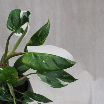 philodendron white wizard raritna izbova rastlina panasovana