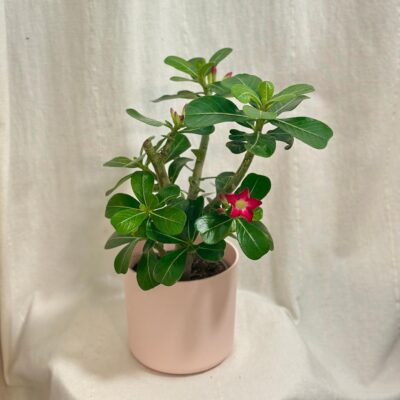Izbové rastliny, riasogule a príslušenstvo adenium obesum deep red pustna ruza cervena sukulent izbova rastlina