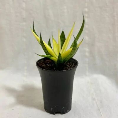 sansevieria Comet Chrysanta Lemon svokrin jazyk zlty