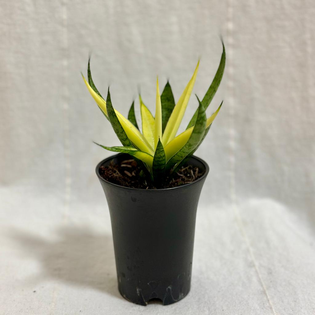 Sansevieria ‘Comet Chrysanta Lemon’ sansevieria Comet Chrysanta Lemon svokrin jazyk zlty