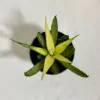 sansevieria Comet Chrysanta Lemon svokrin jazyk zlty