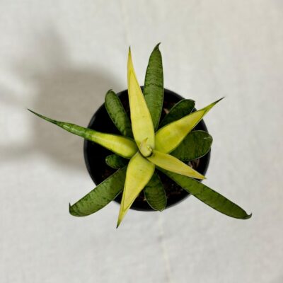 sansevieria Comet Chrysanta Lemon svokrin jazyk zlty