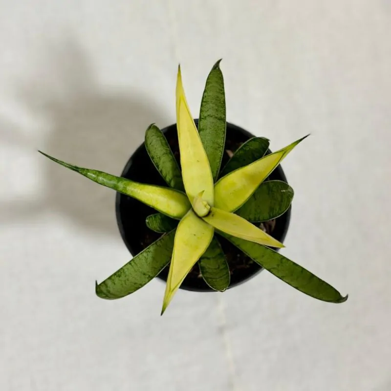 sansevieria Comet Chrysanta Lemon svokrin jazyk zlty