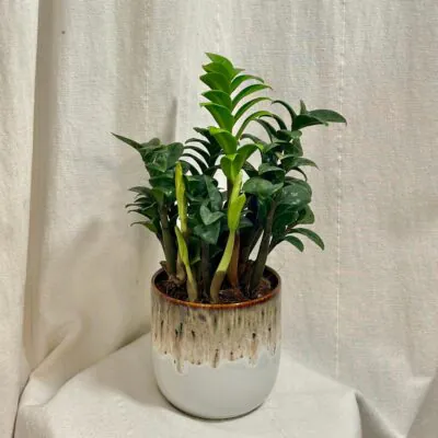 Izbové rastliny, riasogule a príslušenstvo zamioculcas zenzi nenarocna izbova rastlina plantizia