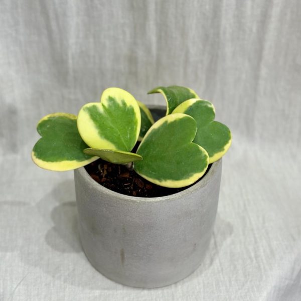 hoya kerrii variegata velka plantizia 2 Plantizia.sk