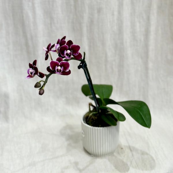 orchidea phalaenopsis multiflora purpurova plantizia Plantizia.sk