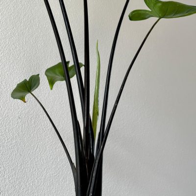 alocasia zebrina black stem plantizia Plantizia.sk