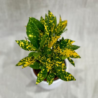codiaeum variegatum gold dust plantizia 2 Plantizia.sk