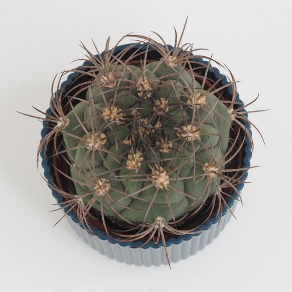 kaktus Gymnocalycium saglionis