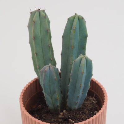 kaktus Myrtillocactus geometrizans