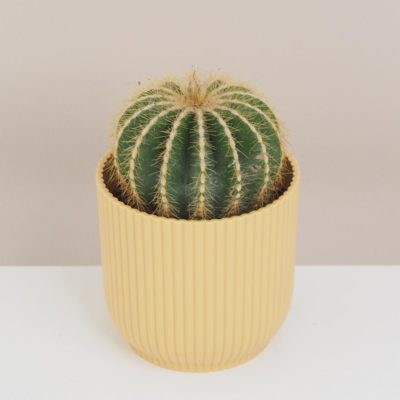 kaktus Parodia magnifica
