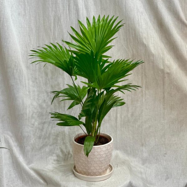 palma livistona rotundifolia plantizia Plantizia.sk