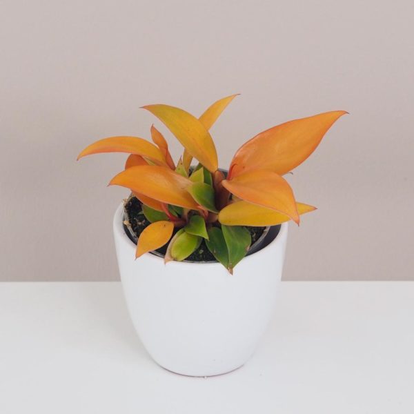 philodendron orange farebna nenarocna izbova rastlina plantizia