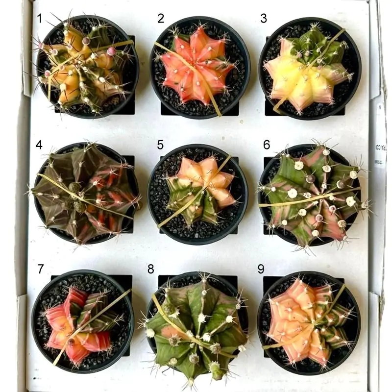 Kaktus Gymnocalycium mihanovichii variegata 7
