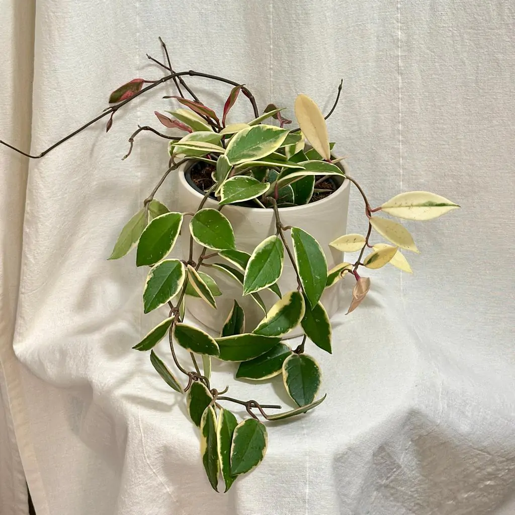 Hoya carnosa ‘Flamingo Dream’ veľká