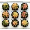 Kaktus Gymnocalycium mihanovichii variegata Kaktus Gymnocalycium mihanovichii variegata