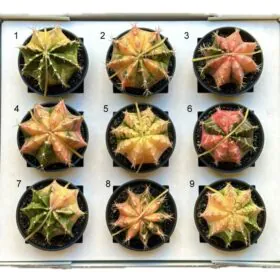 Kaktus Gymnocalycium mihanovichii variegata