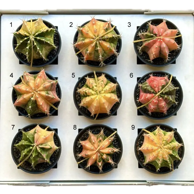 Kaktus Gymnocalycium mihanovichii variegata 1