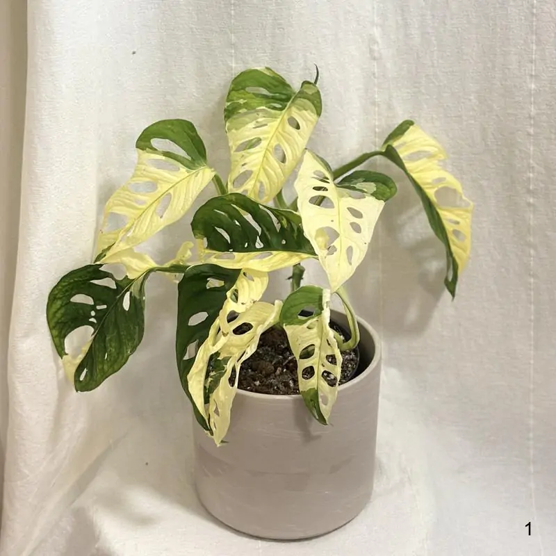 Monstera adansonii ‘Japanese Tricolor’ 1