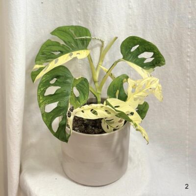 Monstera adansonii ‘Japanese Tricolor’ monstera adansonii japanese tricolor variegata panasovana