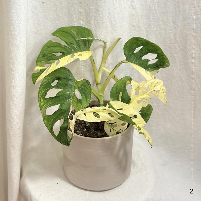 Monstera adansonii ‘Japanese Tricolor’ 2