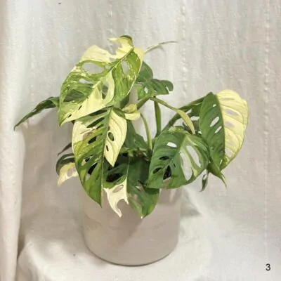 Monstera adansonii ‘Japanese Tricolor’ monstera adansonii japanese tricolor variegata panasovana