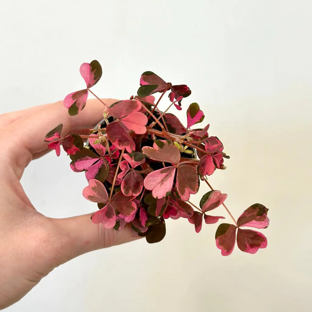 Oxalis vulcanicola ‘Pink’ malý