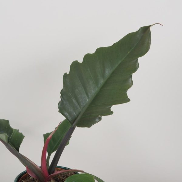 philodendron caramel