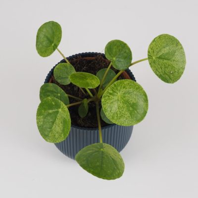 pilea peperomioides mojito, money plant, izbova rastlina, štýlová rastlina, hipster plant, urban jungle, izbovka