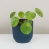pilea peperomioides mojito, money plant, izbova rastlina, štýlová rastlina, hipster plant, urban jungle, izbovka