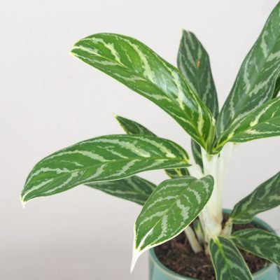 aglaonema ivy green zelena nenarocna rastlina cisti vzduch biele stonky