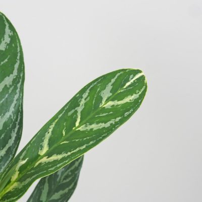 aglaonema ivy green zelena nenarocna rastlina cisti vzduch biele stonky