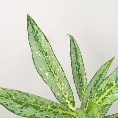 aglaonema matcha lemon zelena nenarocna izbova rastlina