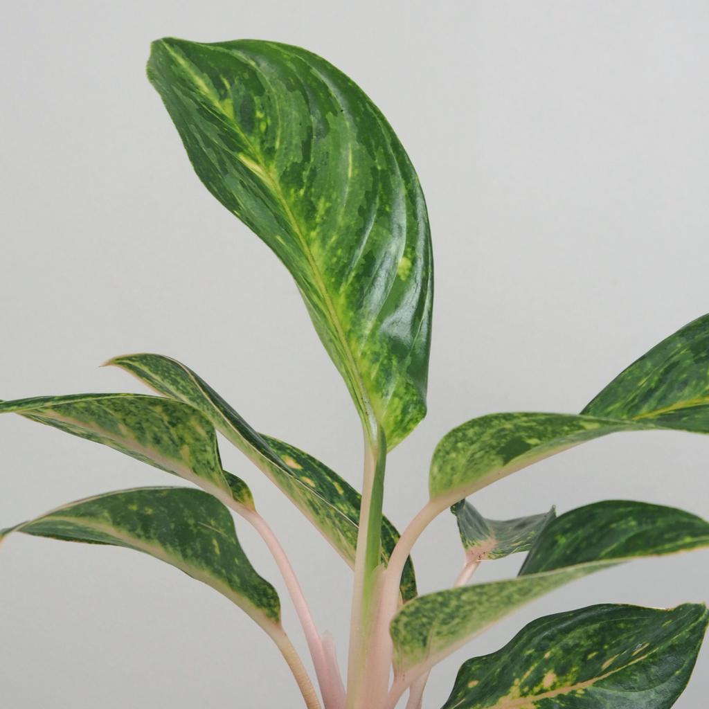 Aglaonema ‘Papaya’ aglaonema papaya zelena izbova rastlina nenarocna plantizia
