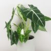alocasia frydek variegata panasovana vzacna izbova rastlina plantizia