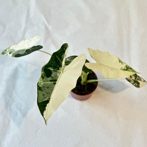 alocasia frydek variegeta plantizia Plantizia.sk