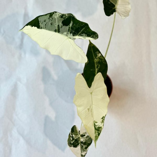alocasia frydek variegeta plantizia2 Plantizia.sk