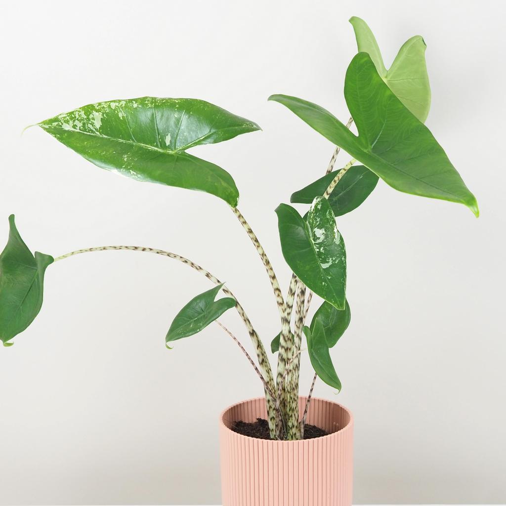 Alocasia zebrina variegata veľká