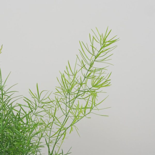 asparagus sprengeri vlhkomilna izbova rastlina