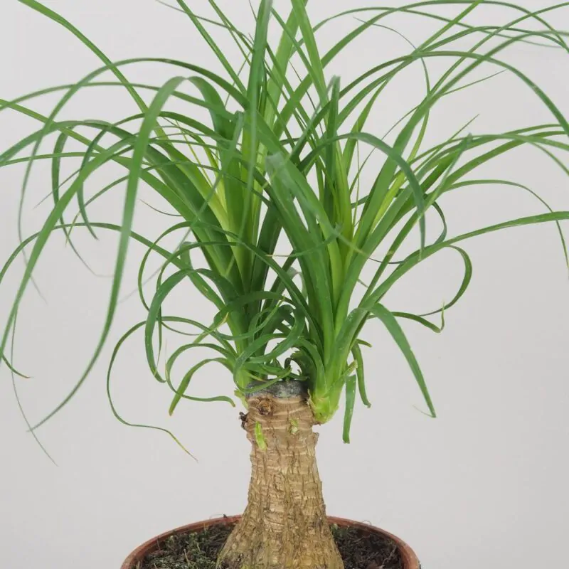 nolina recurvata beaucarnea slonia noha
