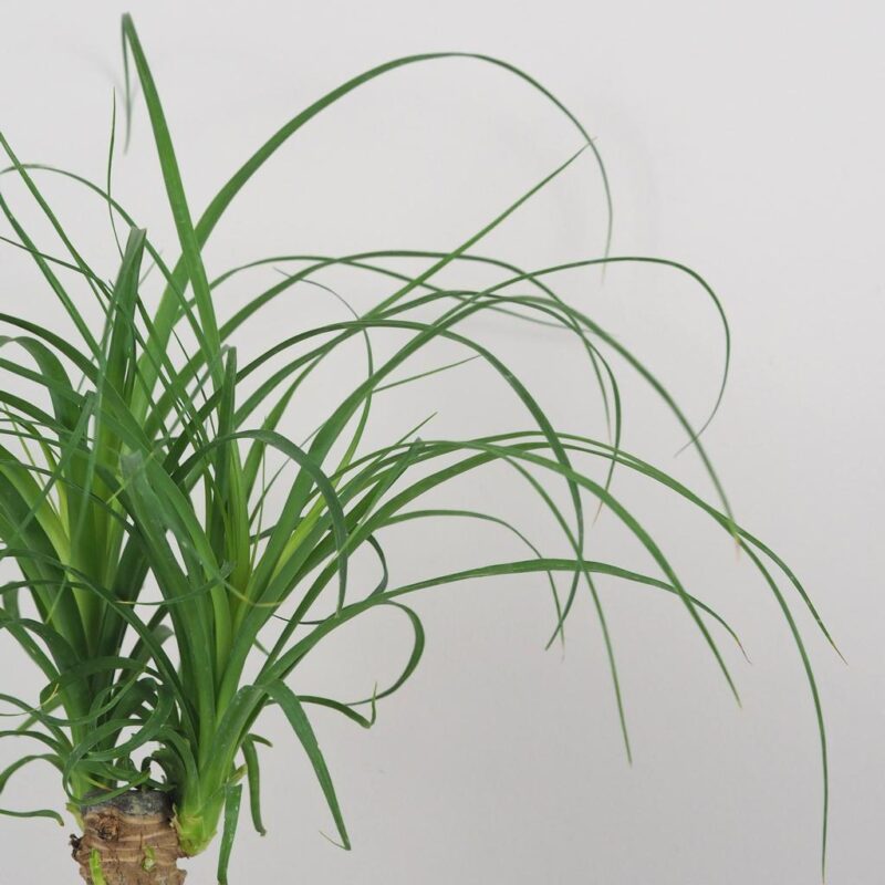 nolina recurvata beaucarnea slonia noha