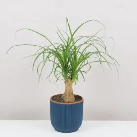 Slonia noha / Nolina recurvata