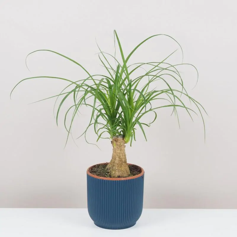 nolina recurvata beaucarnea slonia noha