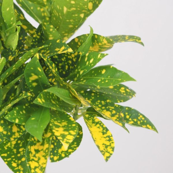 krotonovec codiaeum variegatum gold dust kroton zlta izbova rastlina