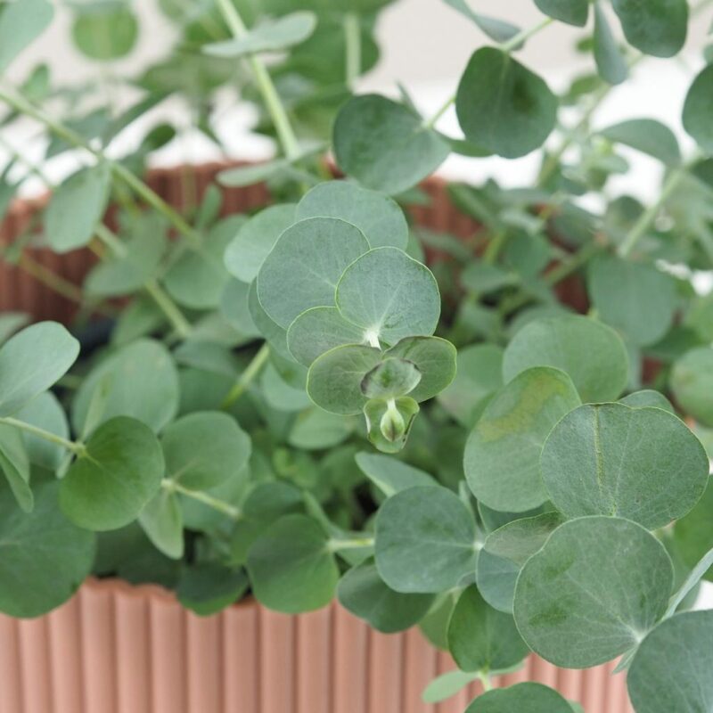 Eukalyptus: Najlepšie tipy na pestovanie, aby sa mu darilo eukalyptus eucalyptus gunnii