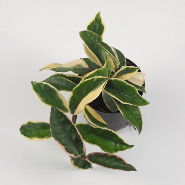 hoya carnosa krimson queen voskovka farebna nenarocna izbova rastlina plantizia