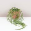 hoya linearis voskovka tahava nenarocna izbova rastlina plantizia