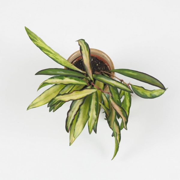 hoya wayettii tricolor farebna voskovka raritna izbova rastlina plantizia