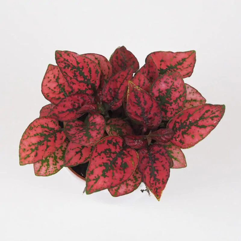 Hypoestes cerveny
