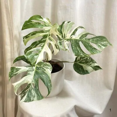 monstera deliciosa albo variegata panasovana